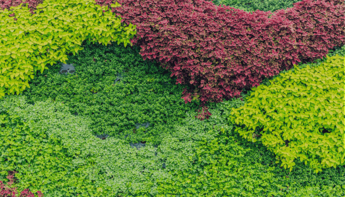 jardin vertical con plantas preservadas